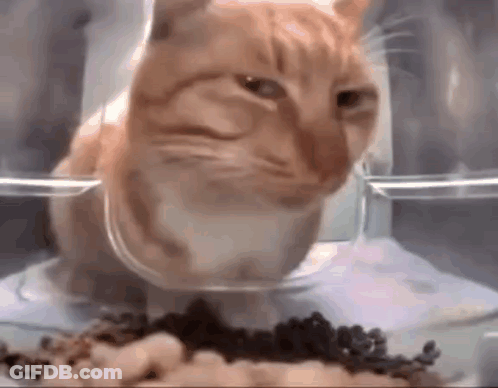 Cat Sitting In Bowl Of Food GIF