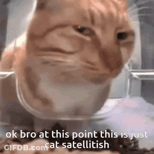 Cat Sitting In Bowl Saying Ok Bro Cat Satellitesh GIF