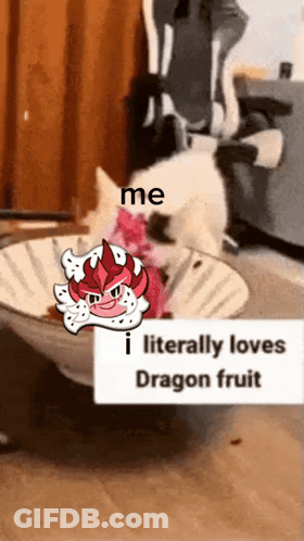 Cat Sitting In Bowl With Dragon Fruit Sticker GIF