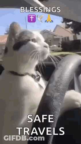 Cat Sitting In Car Driver's Seat GIF