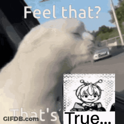Cat Sitting In Car With Girl Picture And Words GIF