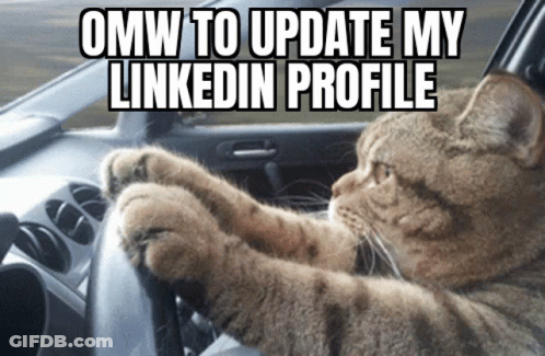 Cat Sitting In Car With Omw To Update LinkedIn GIF