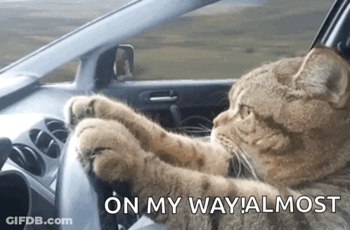 Cat Sitting In Car With On My Way GIF