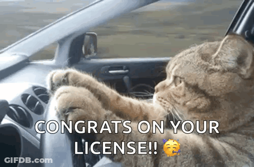 Cat Sitting In Car With Paws On Steering GIF