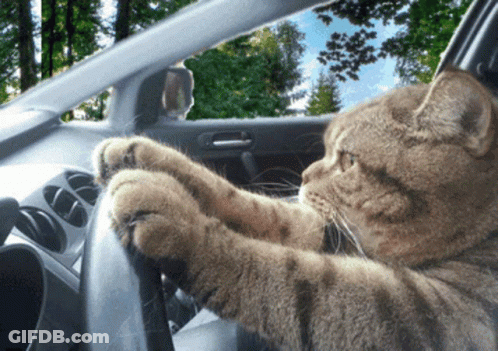 Cat Sitting In Car With Paws On Steering Wheel GIF