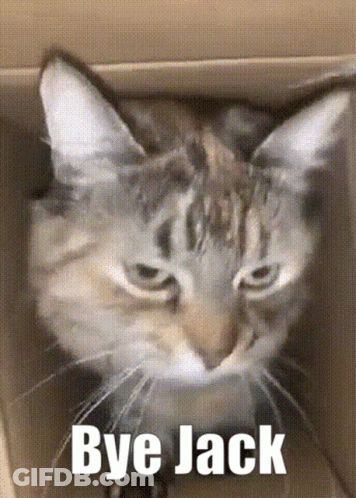 Cat Sitting In Cardboard Box Bye Jack GIF