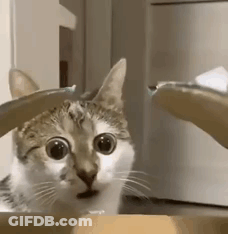 Cat Sitting In Cardboard Box Looking At Camera GIF