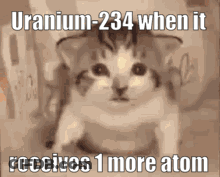Cat Sitting In Chair With Uranium-234 Caption GIF