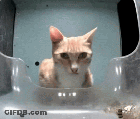 Cat Sitting In Clear Container GIF