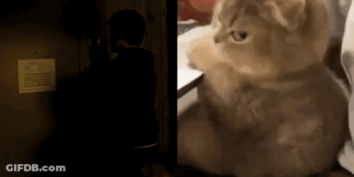 Cat Sitting In Dark Room Next To Calendar GIF