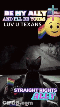 Cat Sitting In Driver's Seat Holding Rainbow Flag GIF