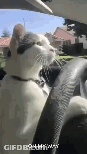 Cat Sitting In Driver's Seat Looking At Camera GIF