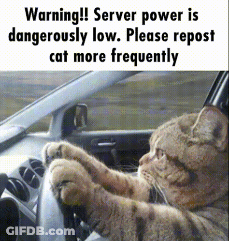 Cat Sitting In Driver's Seat GIF