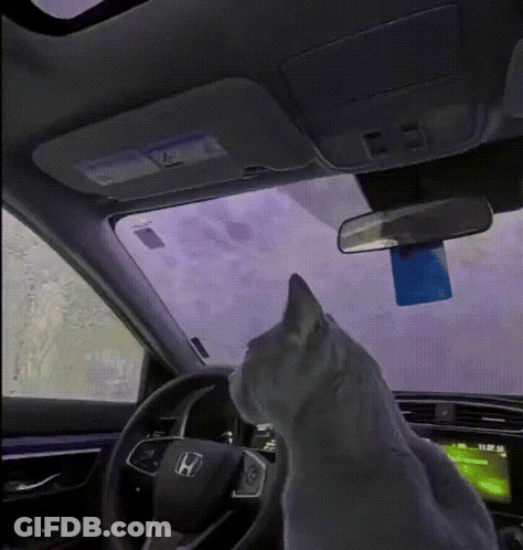 Cat Sitting In Driver Seat Of Honda GIF