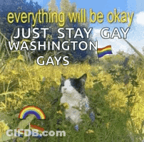 Cat Sitting In Flowers With Rainbow And Washington Gay Flag GIF