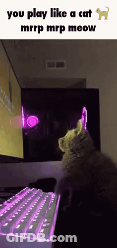 Cat Sitting In Front Of Computer Keyboard GIF