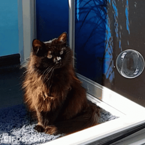 Cat Sitting In Front Of Door With Cat Door GIF