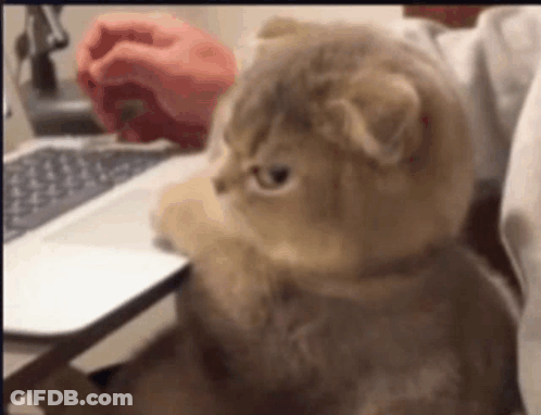 Cat Sitting In Front Of Laptop GIF