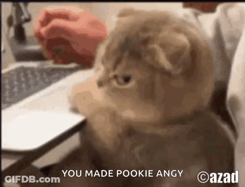 Cat Sitting In Front Of Laptop GIF