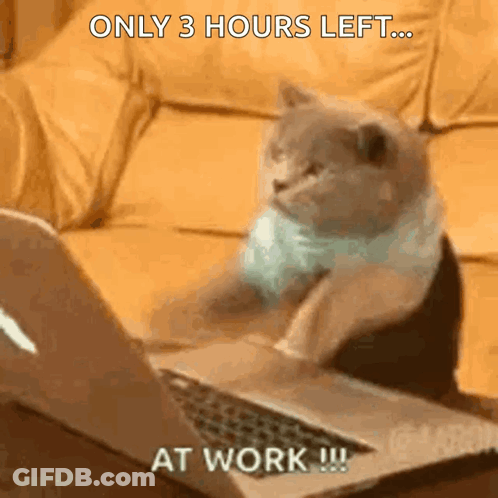 Cat Sitting In Front Of Laptop GIF