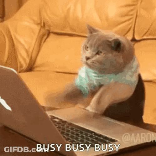 Cat Sitting In Front Of Laptop Saying Busy GIF