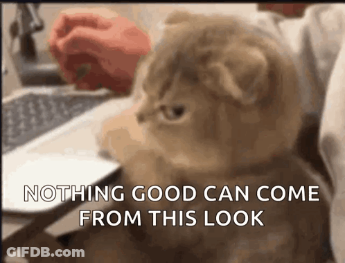 Cat Sitting In Front Of Laptop Saying Nothing Good Can Come From This GIF