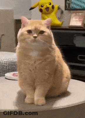 Cat Sitting In Front Of Pikachu Statue GIF