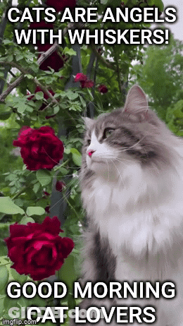 Cat Sitting In Front Of Red Roses With Cats Are Angels With Whiskers GIF