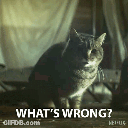 Cat Sitting In Front Of Sign Saying What's Wrong GIF