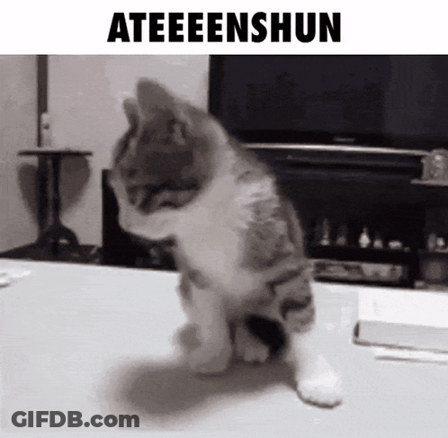 Cat Sitting In Front Of Television Saying Ateeeenshun GIF