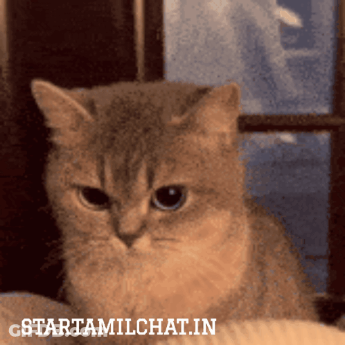 Cat Sitting In Front Of Window GIF
