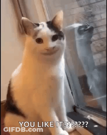Cat Sitting In Front Of Window Funny Face GIF