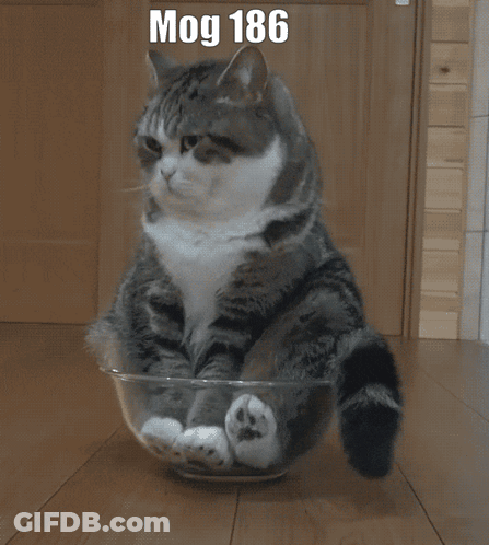 Cat Sitting In Glass Bowl With Number 186 GIF