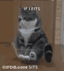 Cat Sitting In Glass Bowl With Paws GIF