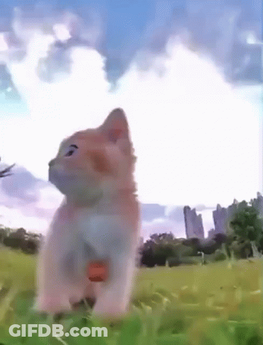Cat Sitting In Grass Looking Up GIF