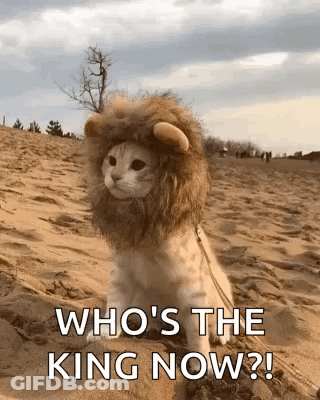 Cat Sitting In Lion Costume GIF