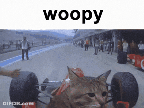 Cat Sitting In Race Car With Woopy GIF