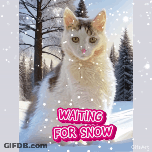 Cat Sitting In Snow Waiting For Snow GIF