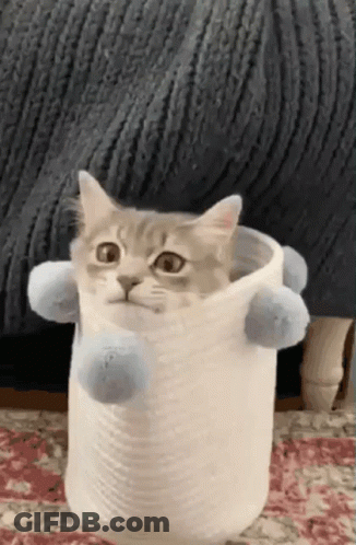 Cat Sitting In White Container With Blue Pom Poms GIF