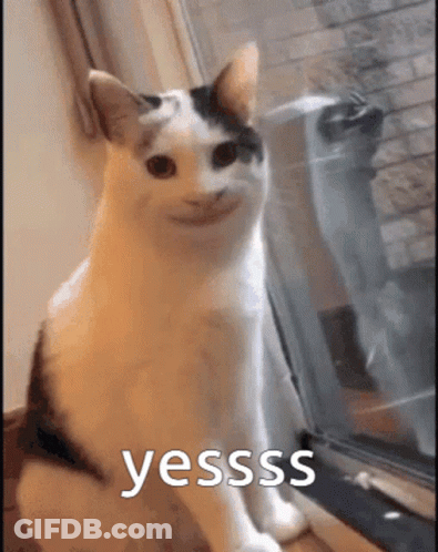 Cat Sitting In Window Making Funny Face Saying Yesss GIF
