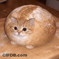 Cat Sitting Inside Loaf Of Bread GIF