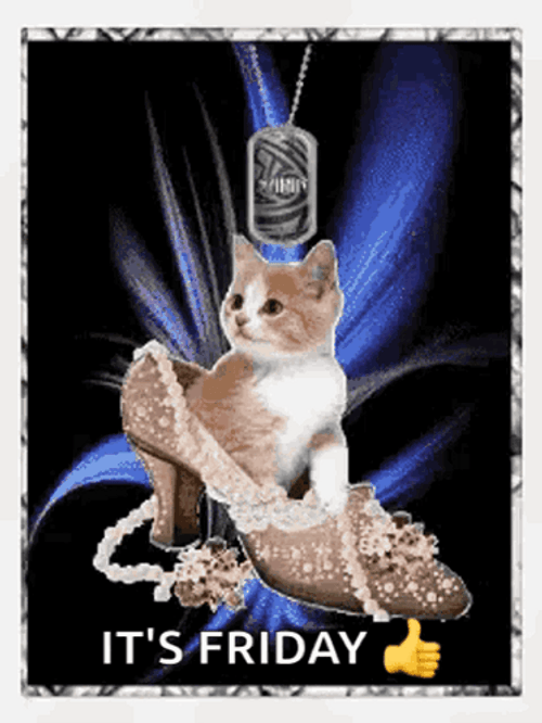 Cat Sitting Inside Shoe Its Friday GIF