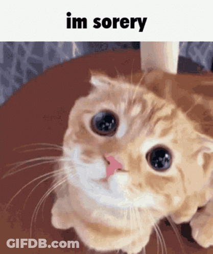 Cat Sitting Looking At Camera Im Sorry GIF