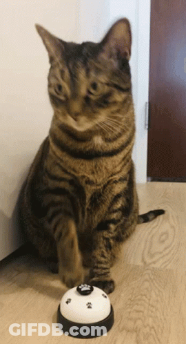 Cat Sitting Next To Bell With Paw Prints GIF