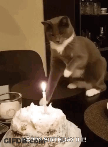 Cat Sitting Next To Birthday Cake With Lit Candle GIF