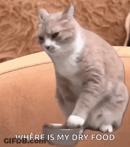 Cat Sitting Next To Bowl Of Dry Food GIF