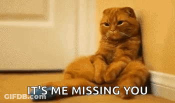 Cat Sitting Next To Door Saying It's Me Missing You GIF