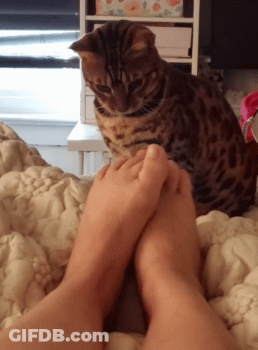 Cat Sitting Next To Feet GIF