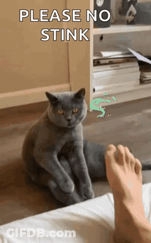 Cat Sitting Next To Foot Please No Stink GIF