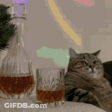 Cat Sitting Next To Glass Of Whiskey GIF